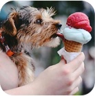 Dog with ice cream